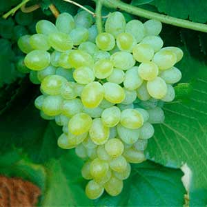 Hope Seedless Green Table Grapes