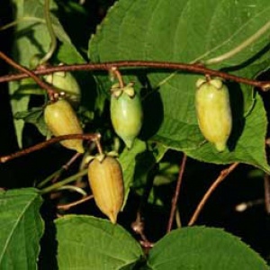 Hot Pepper™ Silver Vine