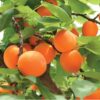 Hoyt Montrose Apricot Tree