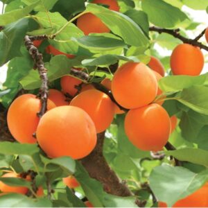 Hoyt Montrose Apricot Tree