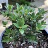 Huckleberry Oak