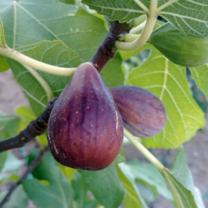 Hunt Fig Tree