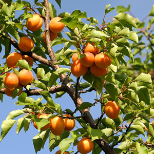Hunza Apricot Tree