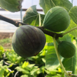 I-376 Fig Tree