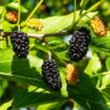 Ik Soo Bong Mulberry