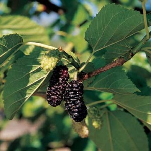 Illinois Everbearing Mulberry