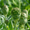 Imperial Star Artichoke
