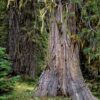 Incense Cedar Tree