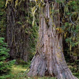 Incense Cedar Tree