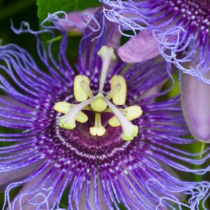 Incense Passionflower
