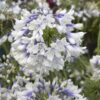 Indigo Frost African Lily