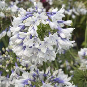 Indigo Frost African Lily