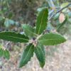 Interior Live Oak