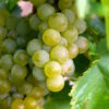 Interlaken Green Table Grape