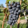 Isabella Grape Vine