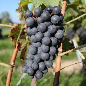 Isabella Grape Vine