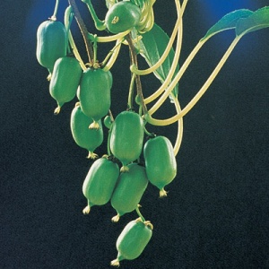 Issai Self-Fertile Hardy Kiwi
