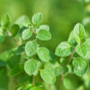 Italian Oregano