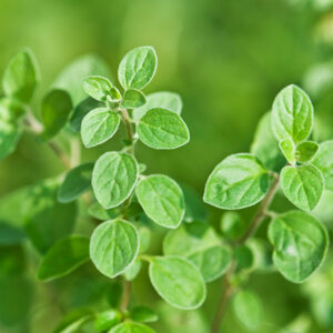 Italian Oregano