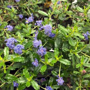 Italian Skies Ceanothus