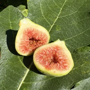Jack Lily Fig