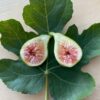 Jack Lily Fig Tree