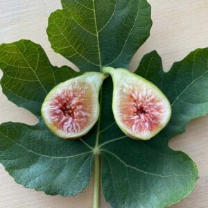 Jack Lily Fig Tree