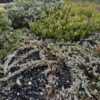 Jack's Juniper