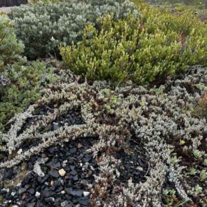 Jack's Juniper