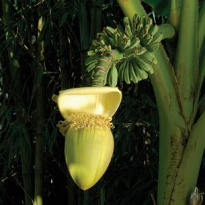 Japanese Banana