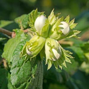 Jefferson Hazelnut