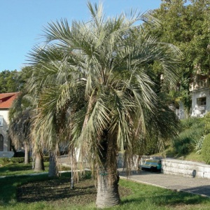 Jelly Palm