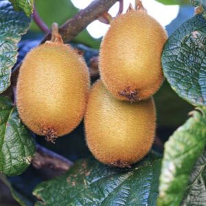 Jenny Fuzzy Kiwi