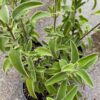 Jerusalem Sage