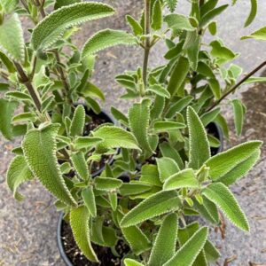 Jerusalem Sage