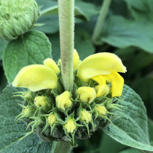 Jerusalem Sage 'Edward Bowles'