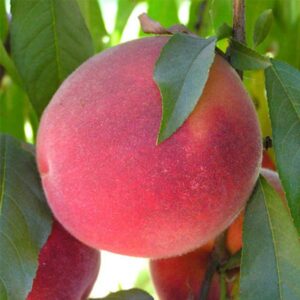 John Fanick Peach