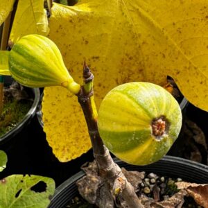 Jolly Tiger (non-variegated foliage) Fig