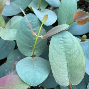Jounama Snow Gum