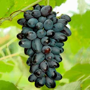 Joy Seedless Blue Table Grape