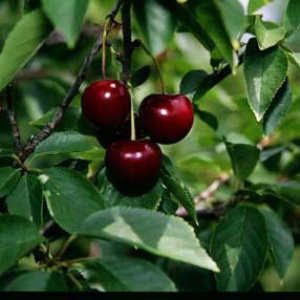 Jubileum™ Cherry