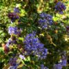 Julia Phelps Ceanothus