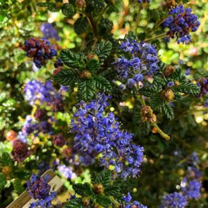 Julia Phelps Ceanothus
