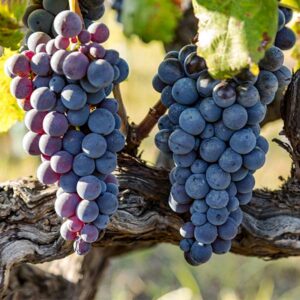 Jupiter Seedless Grape