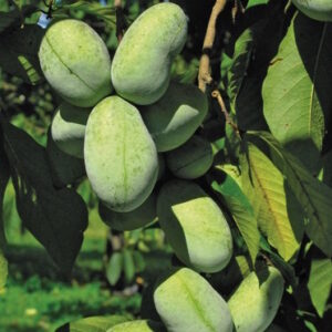KSU-Atwood™ Pawpaw