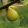 Kadota Fig Tree
