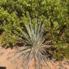 Kanab Yucca