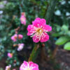 Kanko Bai Japanese Flowering Plum
