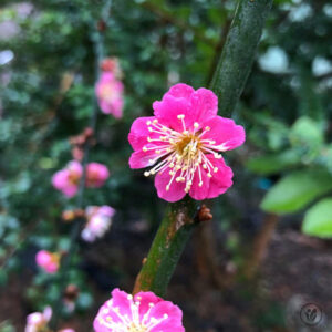 Kanko Bai Japanese Flowering Plum