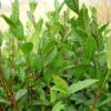 Karatum Tea Planting